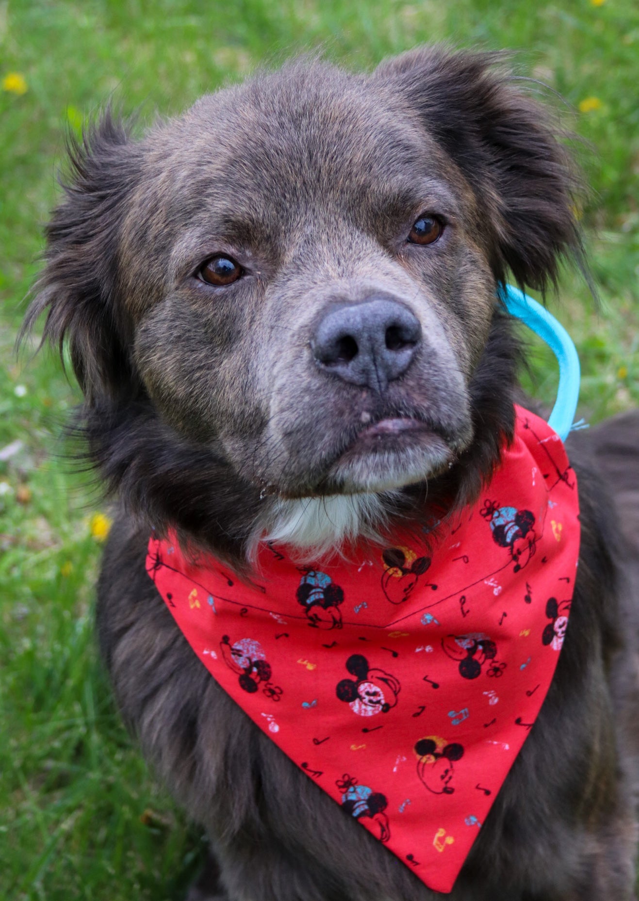 Mickey Mouse Bandana