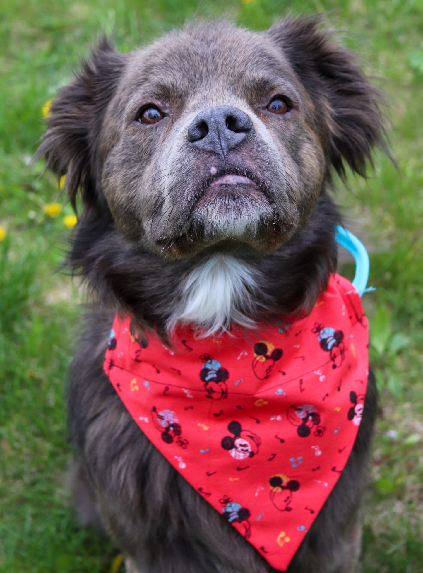 Mickey Mouse Bandana