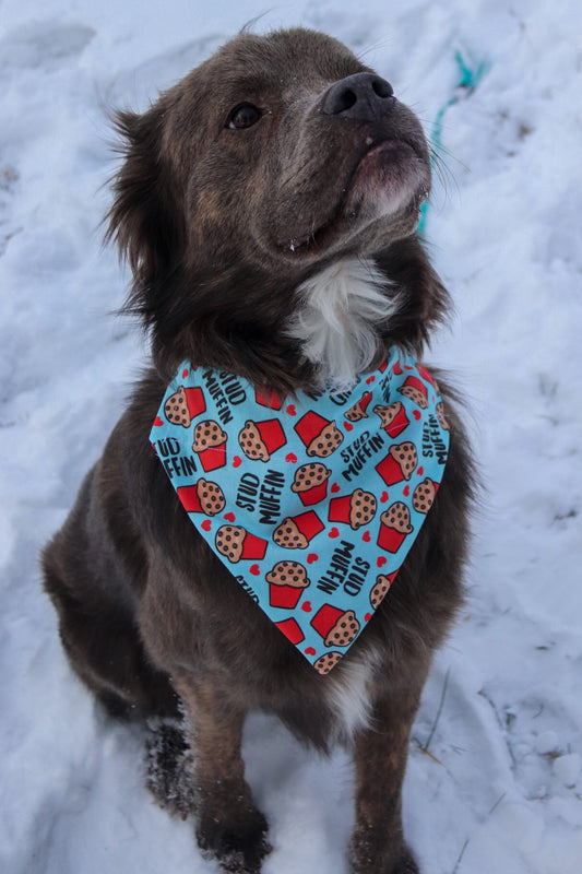Stud Muffin Bandana