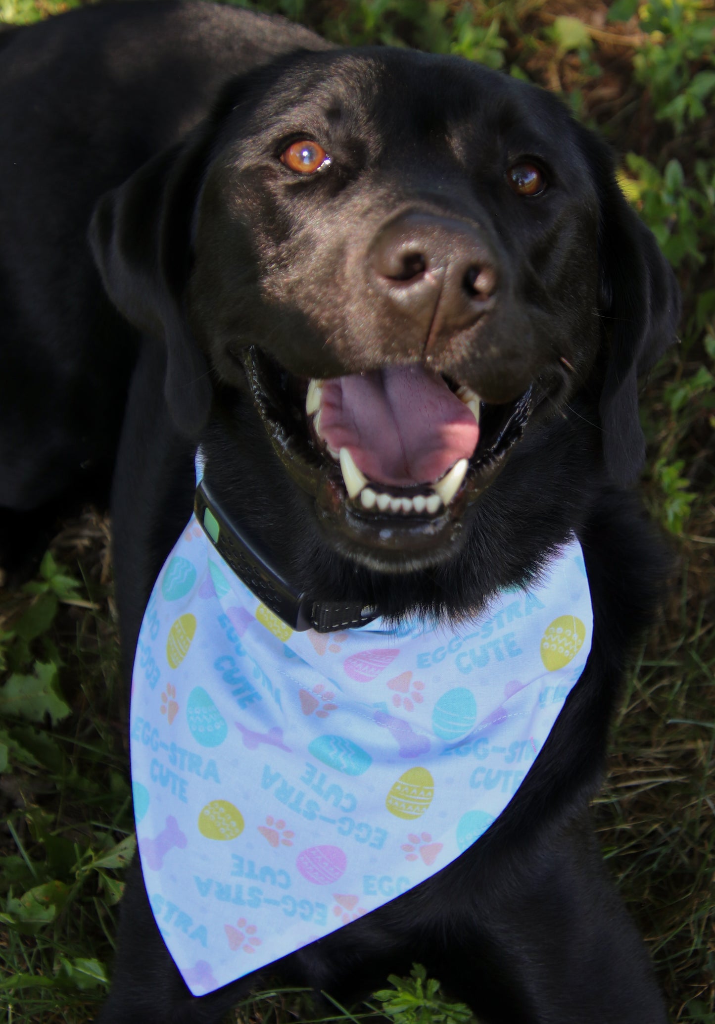 Egg-stra Cute Bandana