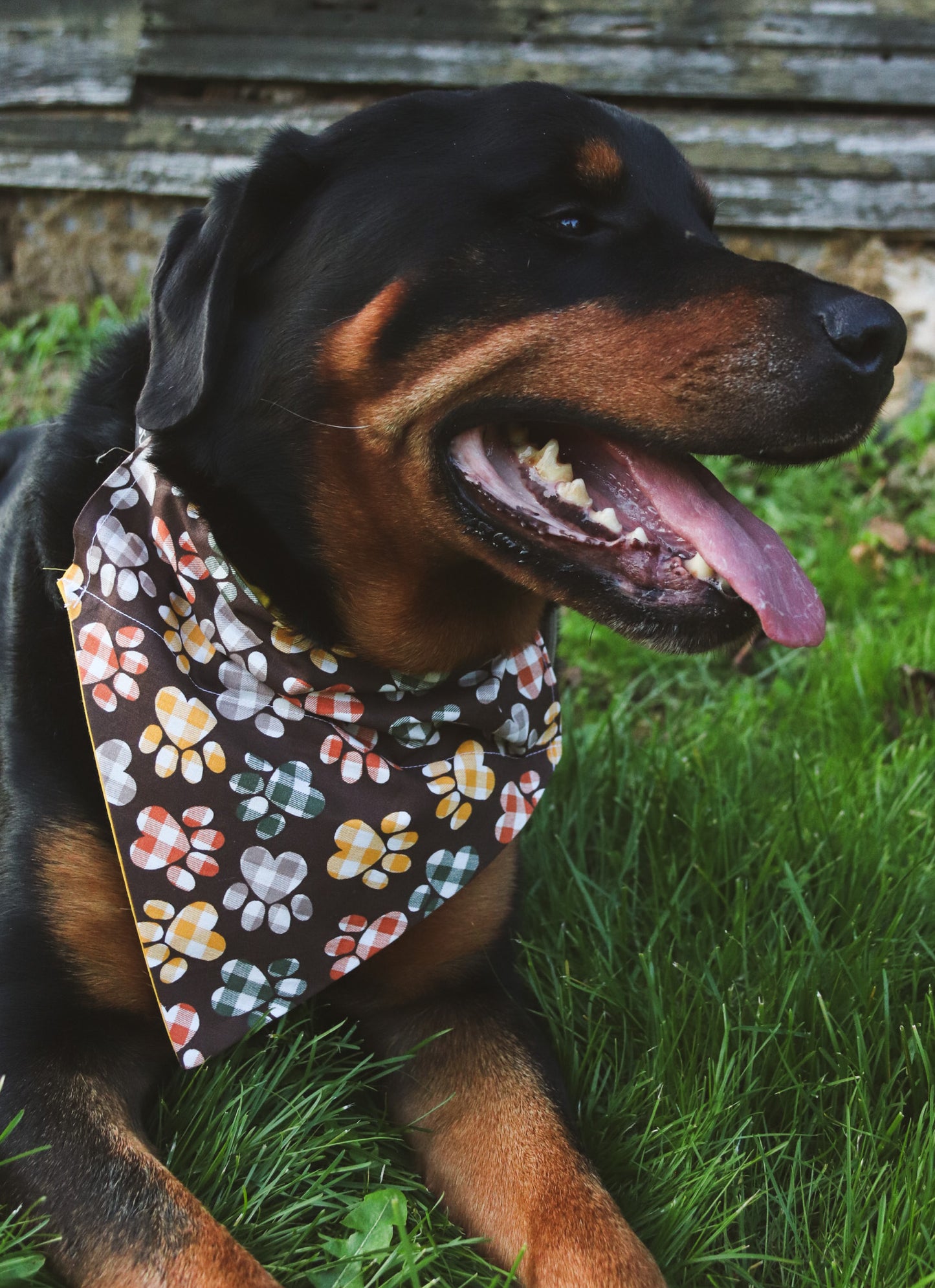 Fall Plaid Pawprint Bandana