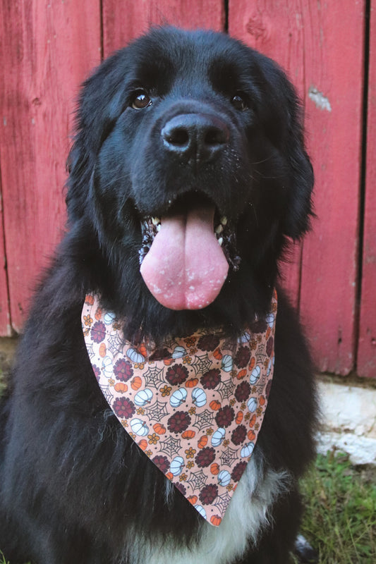 Pumpkin/Cobweb/Mums Bandana