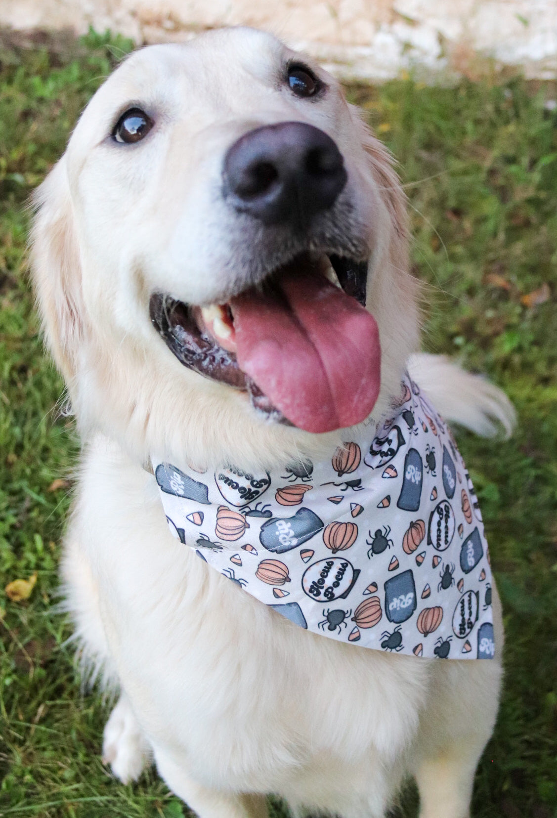 Hocus Pocus Bandana