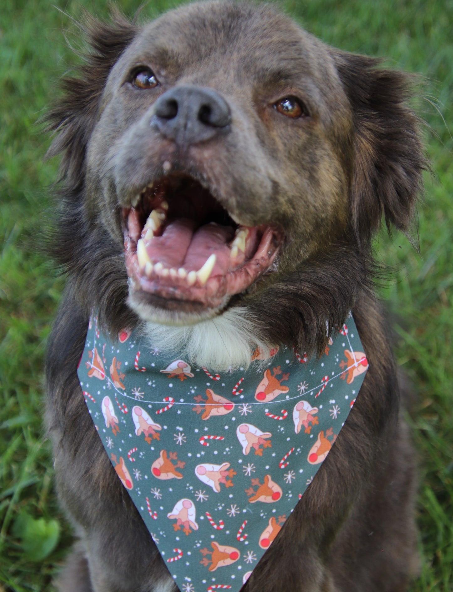 Rudolph Reindeer Bandana