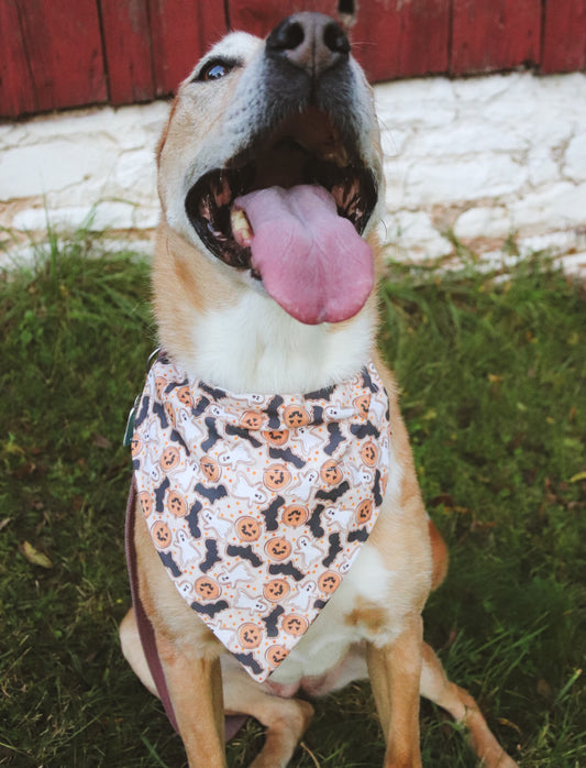 Halloween Pumpkin/Ghost/Bat Cookie Bandana