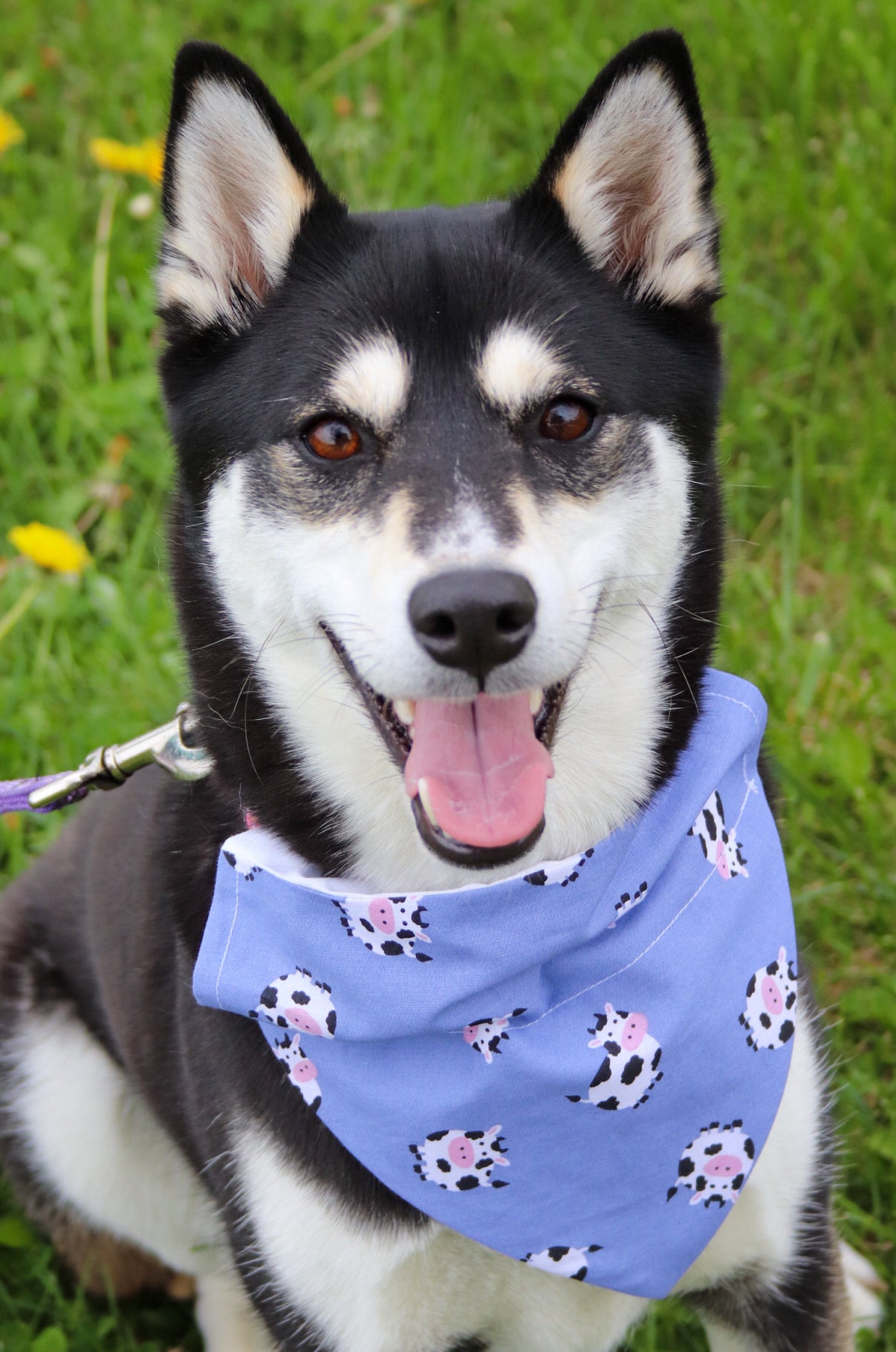 Purple Cow Print Bandana