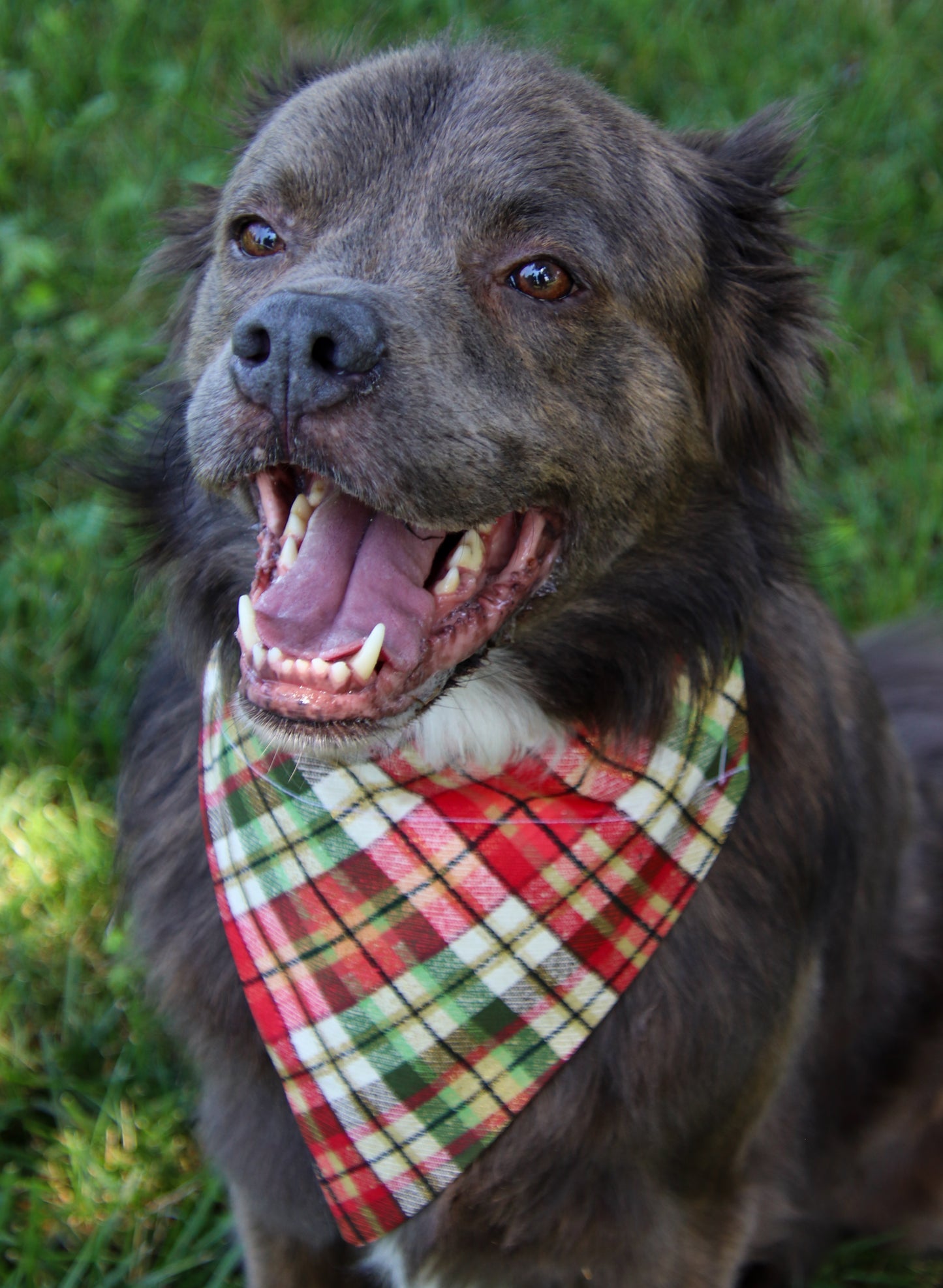 Christmas Plaid Bandana