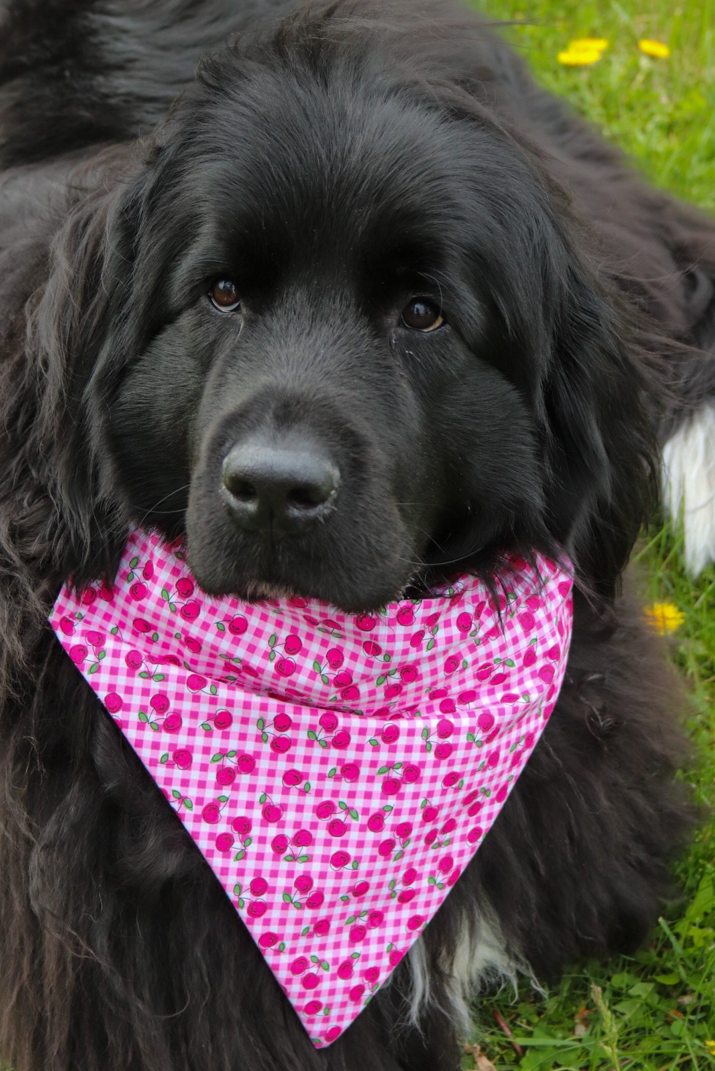 Cherry Plaid Bandana