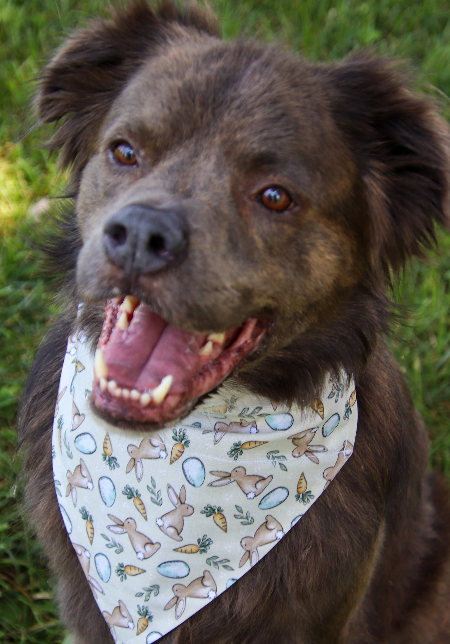Peter Rabbit Bandana