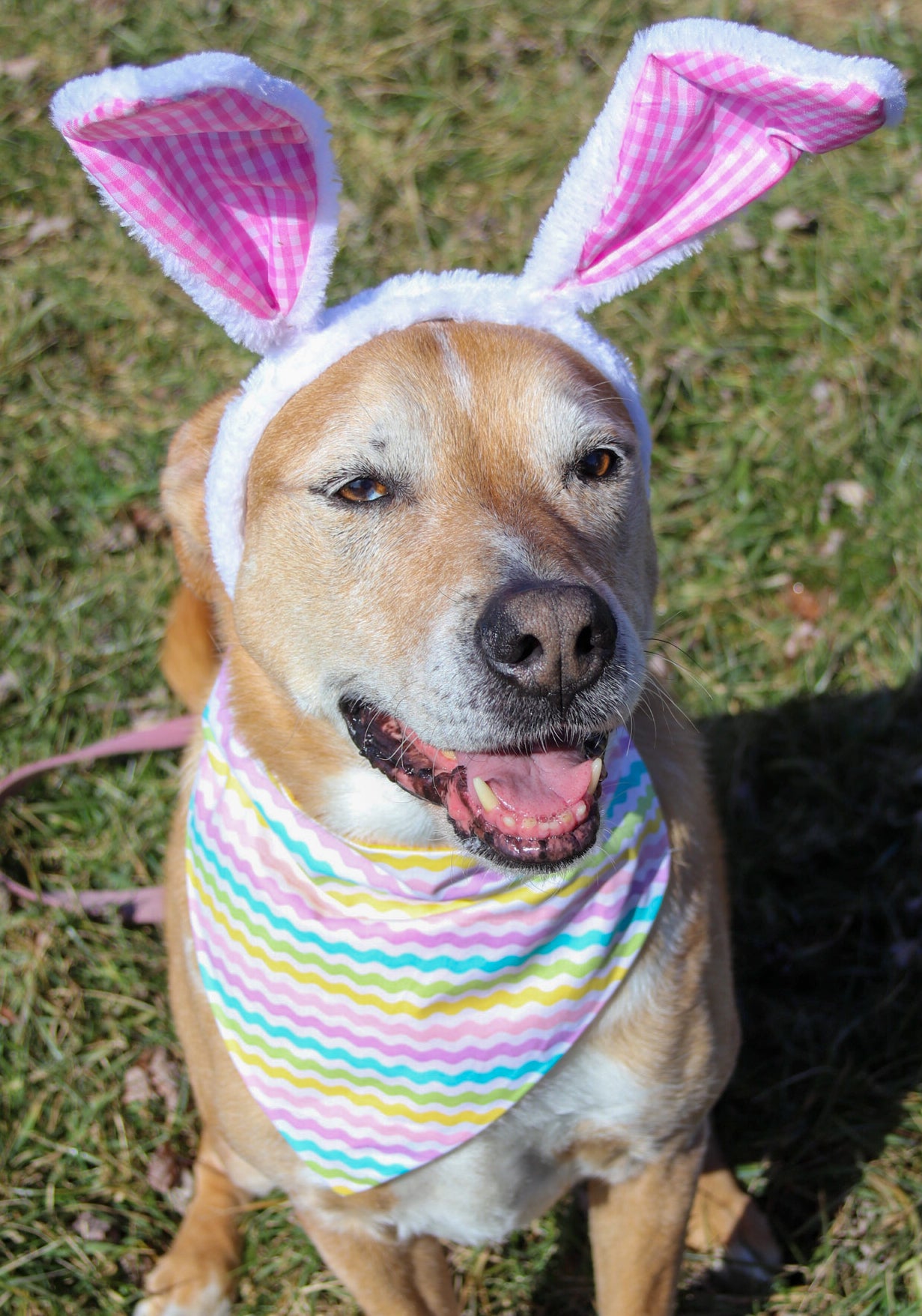 Easter Egg Stripe Bandana