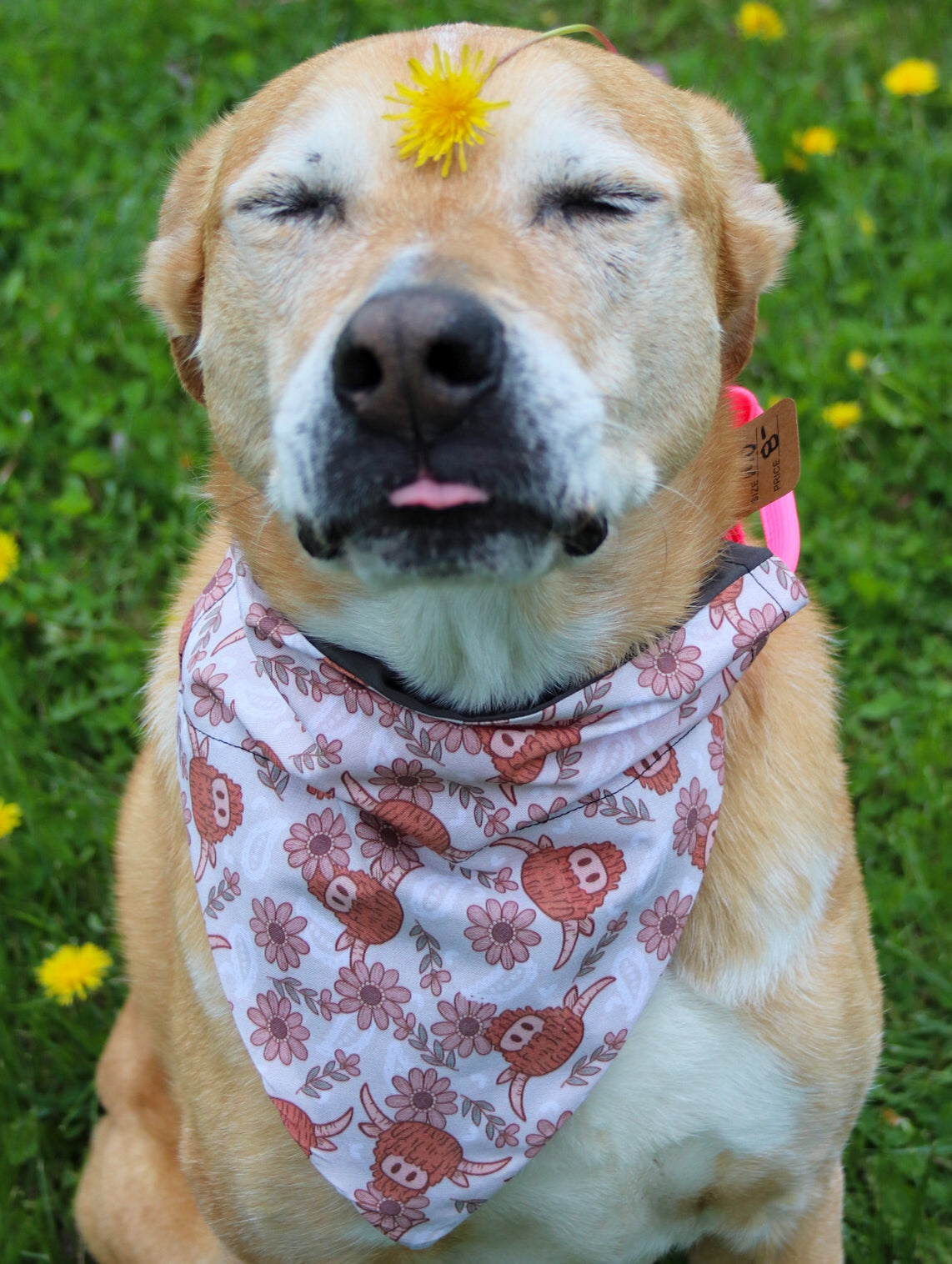 Paisley Highland Cow Bandana