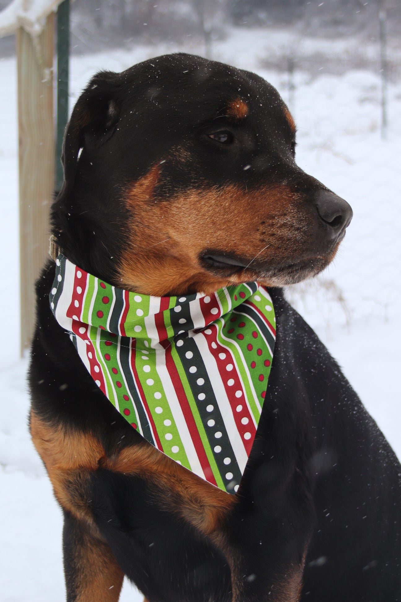 Polka Dot & Striped Christmas Bandana