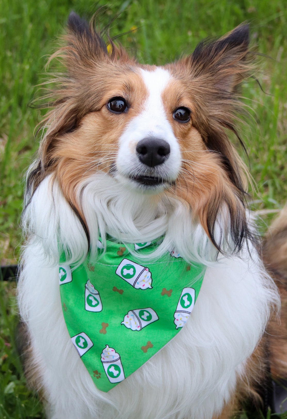 Puppachino Bandana