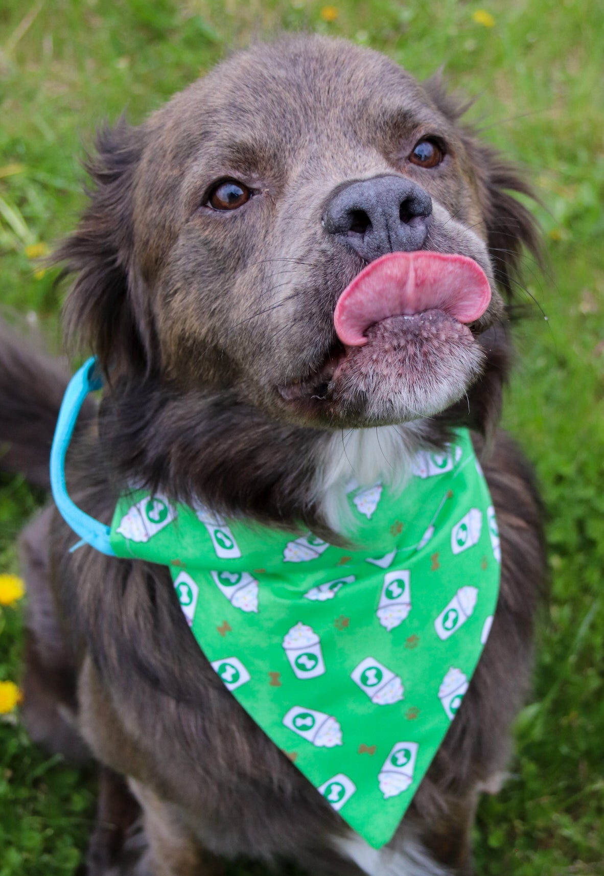Puppachino Bandana
