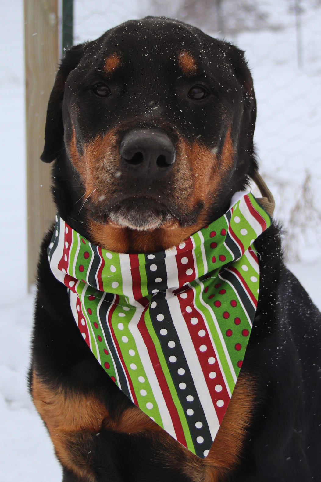 Polka Dot & Striped Christmas Bandana