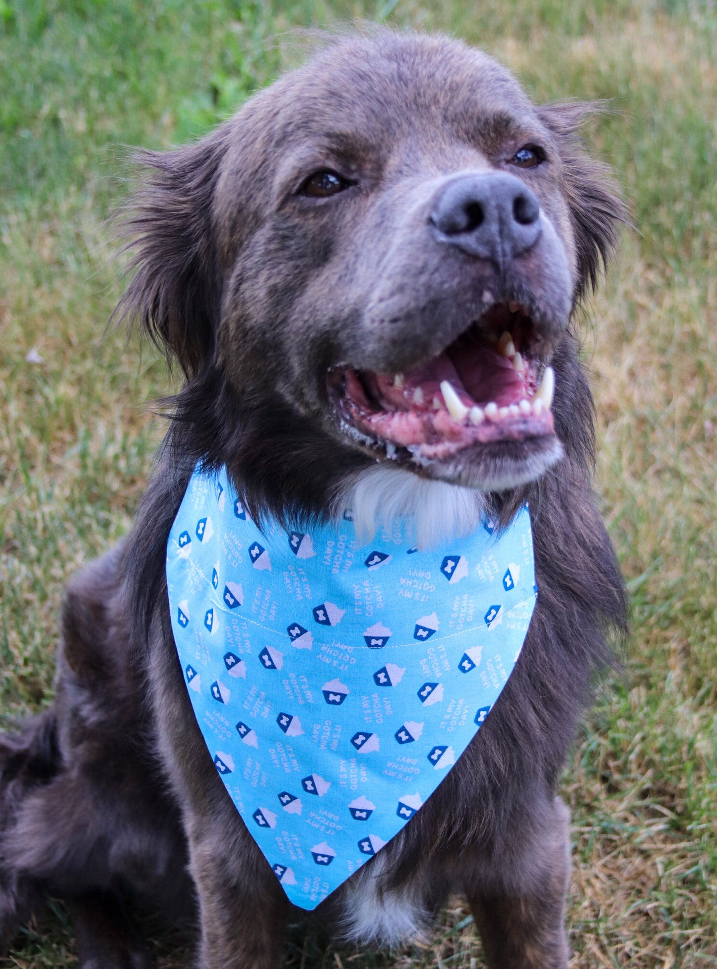 Happy Gotcha Day Blue Bandana