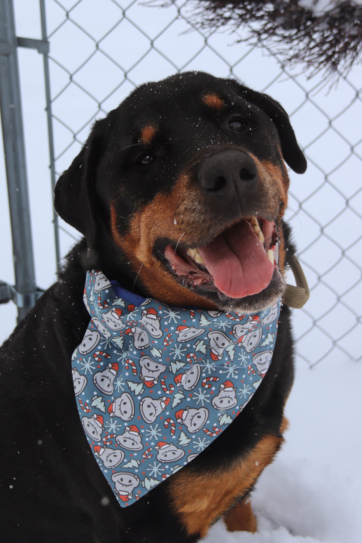 Hippopotamus Christmas Bandana
