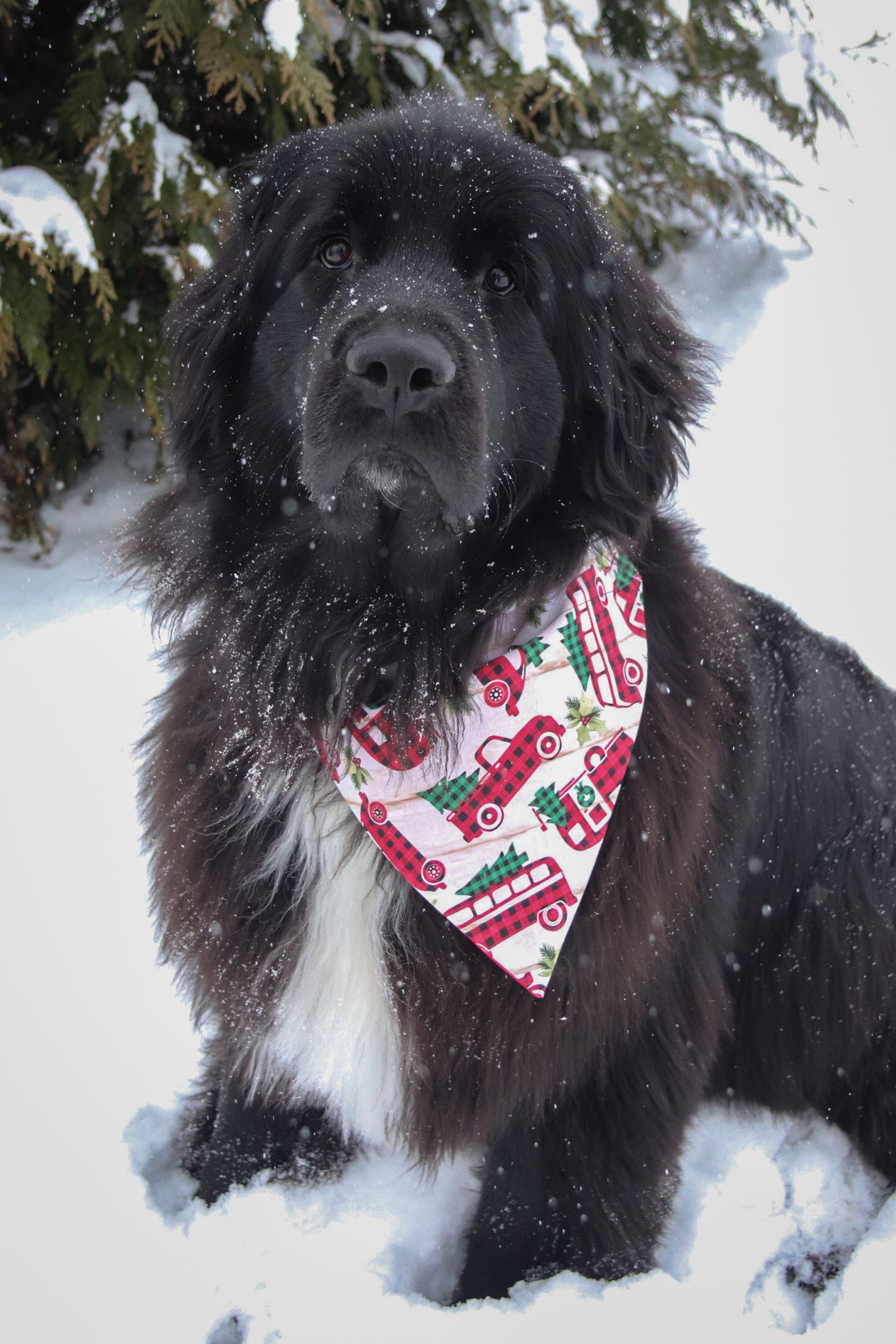 Plaid Truck & Tree Bandana