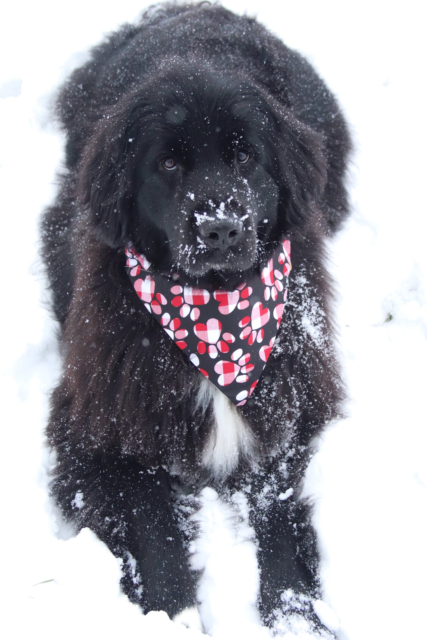 Plaid Pawprint Bandana