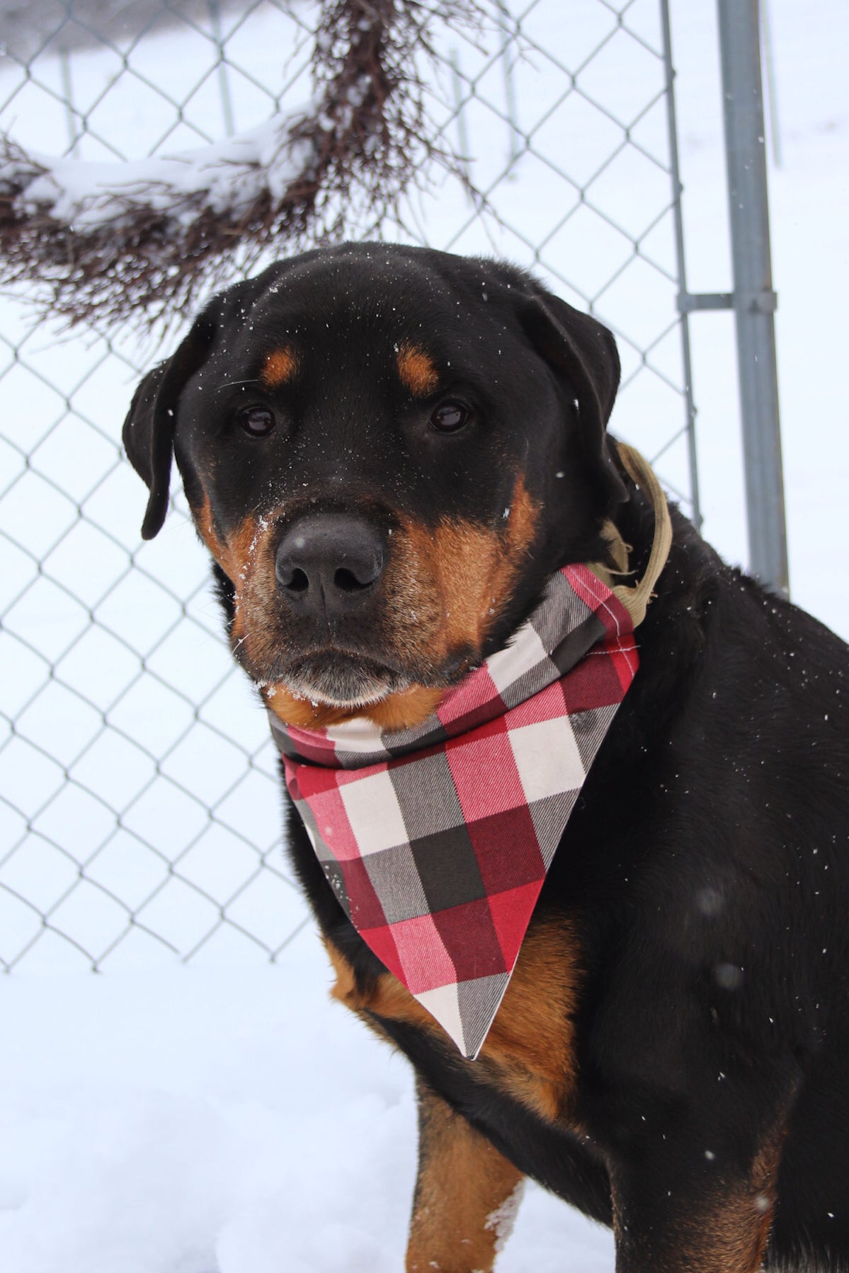Red/White/Black Plaid Bandana