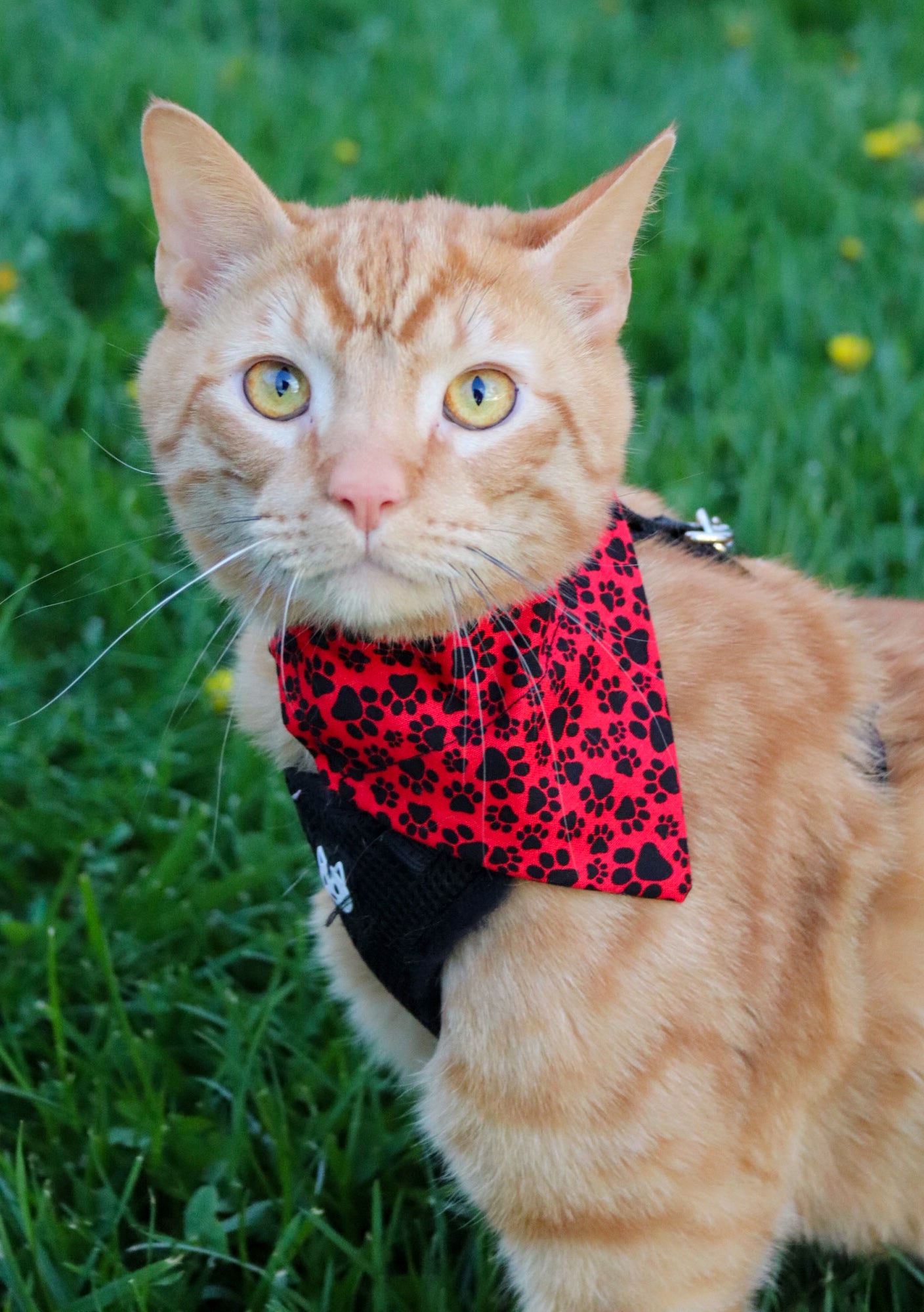 Red & Black Pawprint Cat Bandana