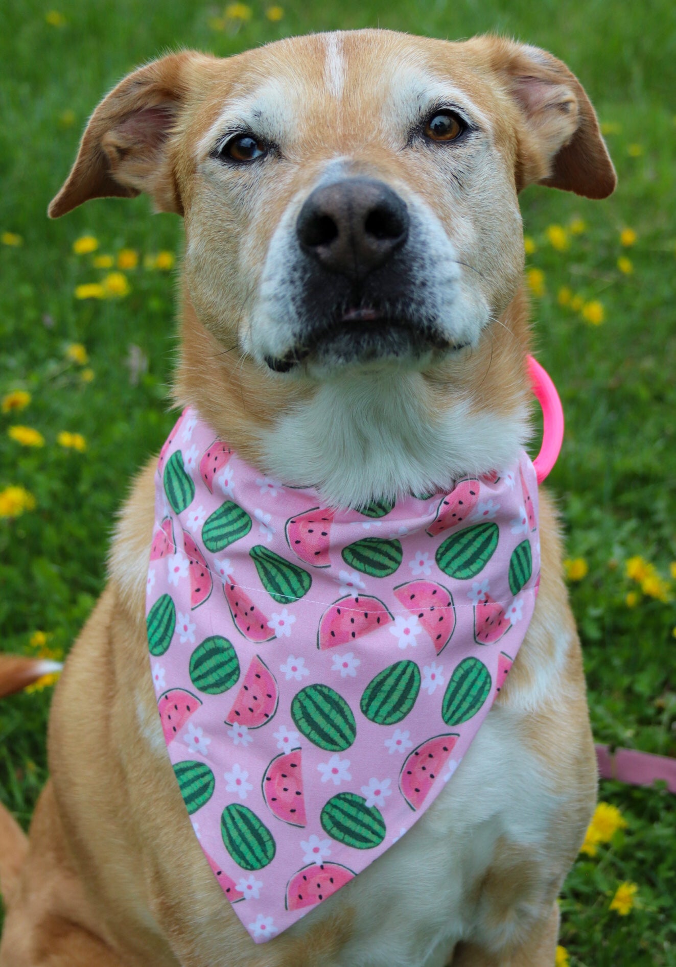Floral Watermelon Bandana