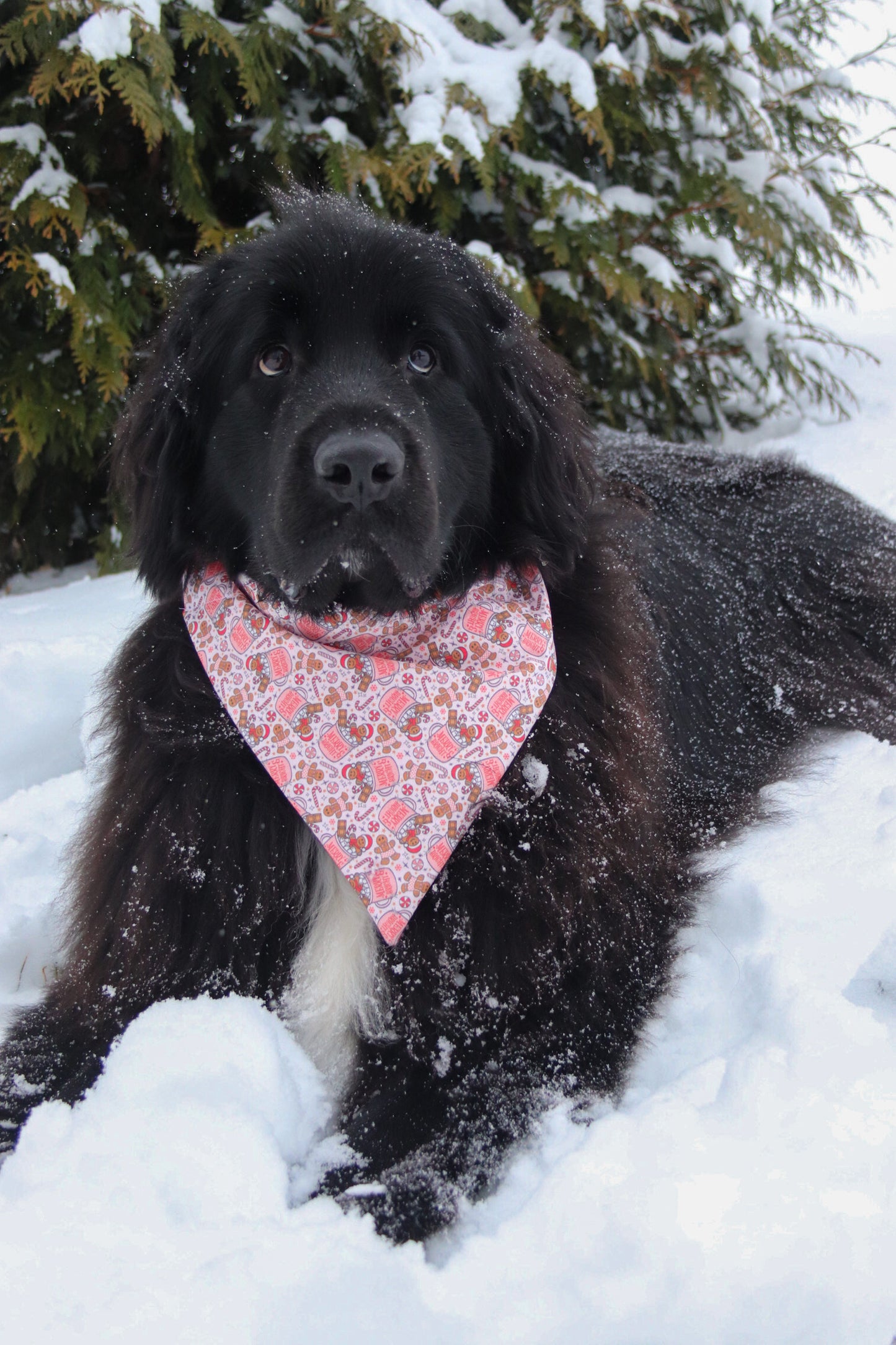 Gingerbread Cocoa Bandana