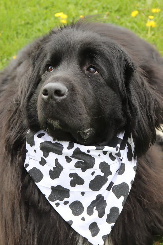 Glitter Black Cow Bandana