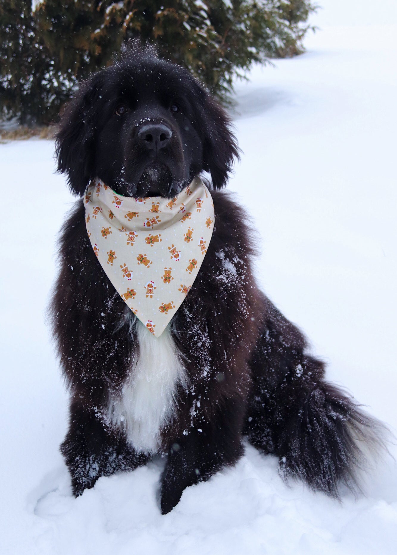 Polka Dot Gingerbread Bandana
