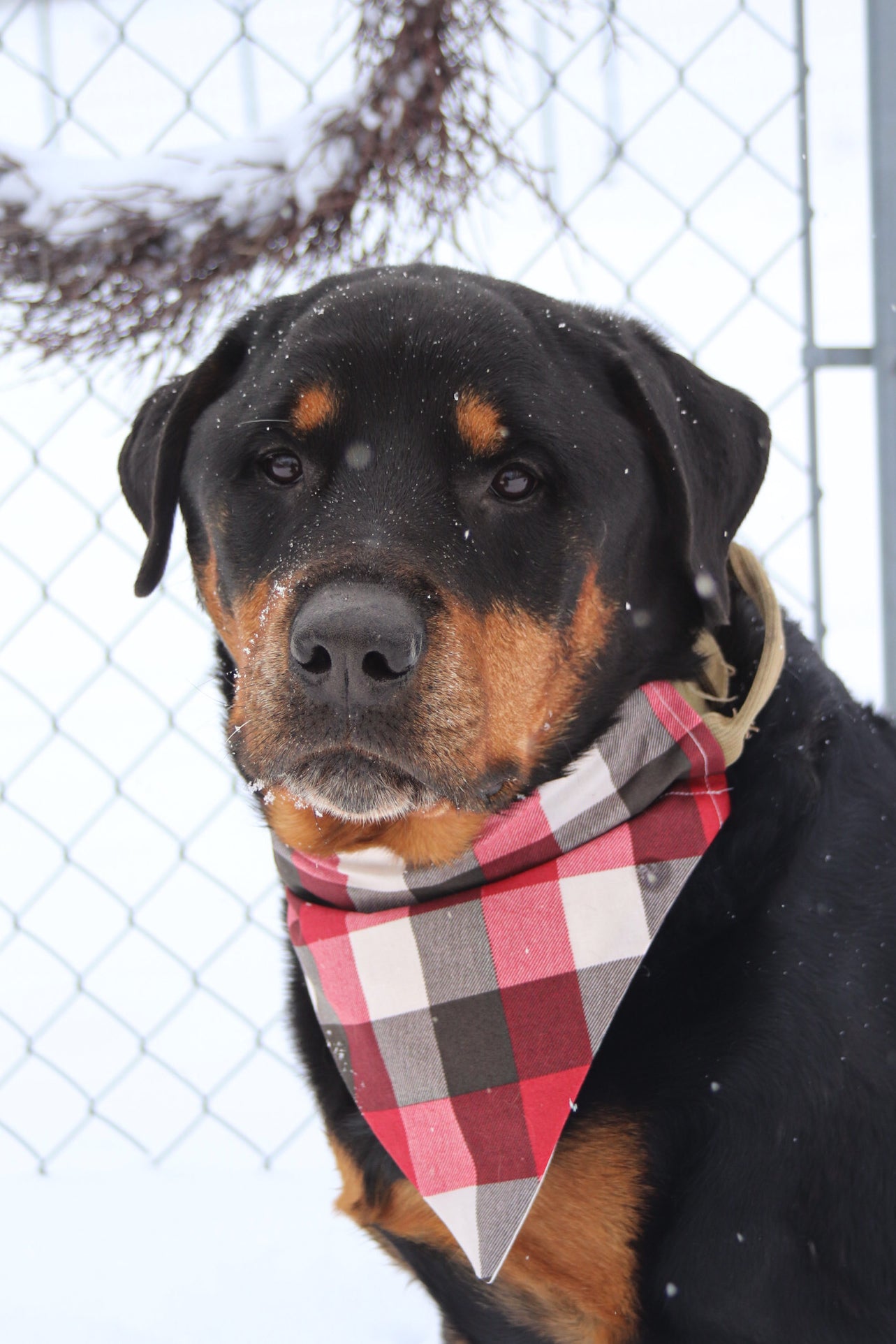 Red/White/Black Plaid Bandana