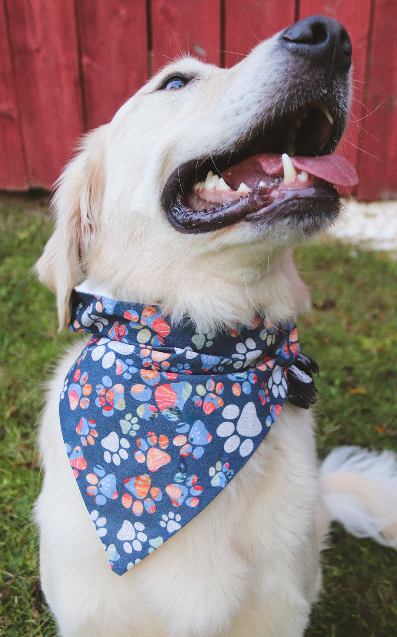 Pumpkin Pawprint Bandana