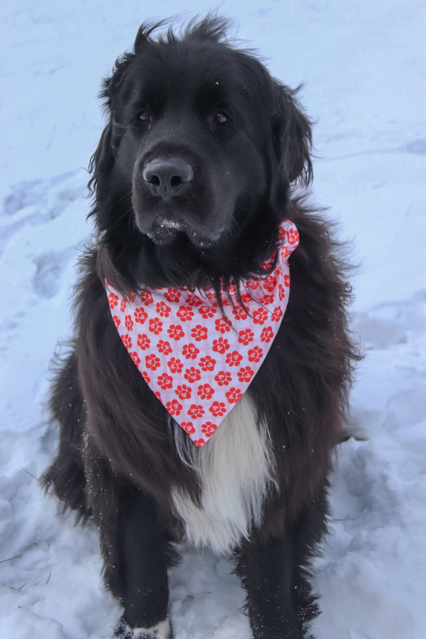 Plaid Pawprint Bandana