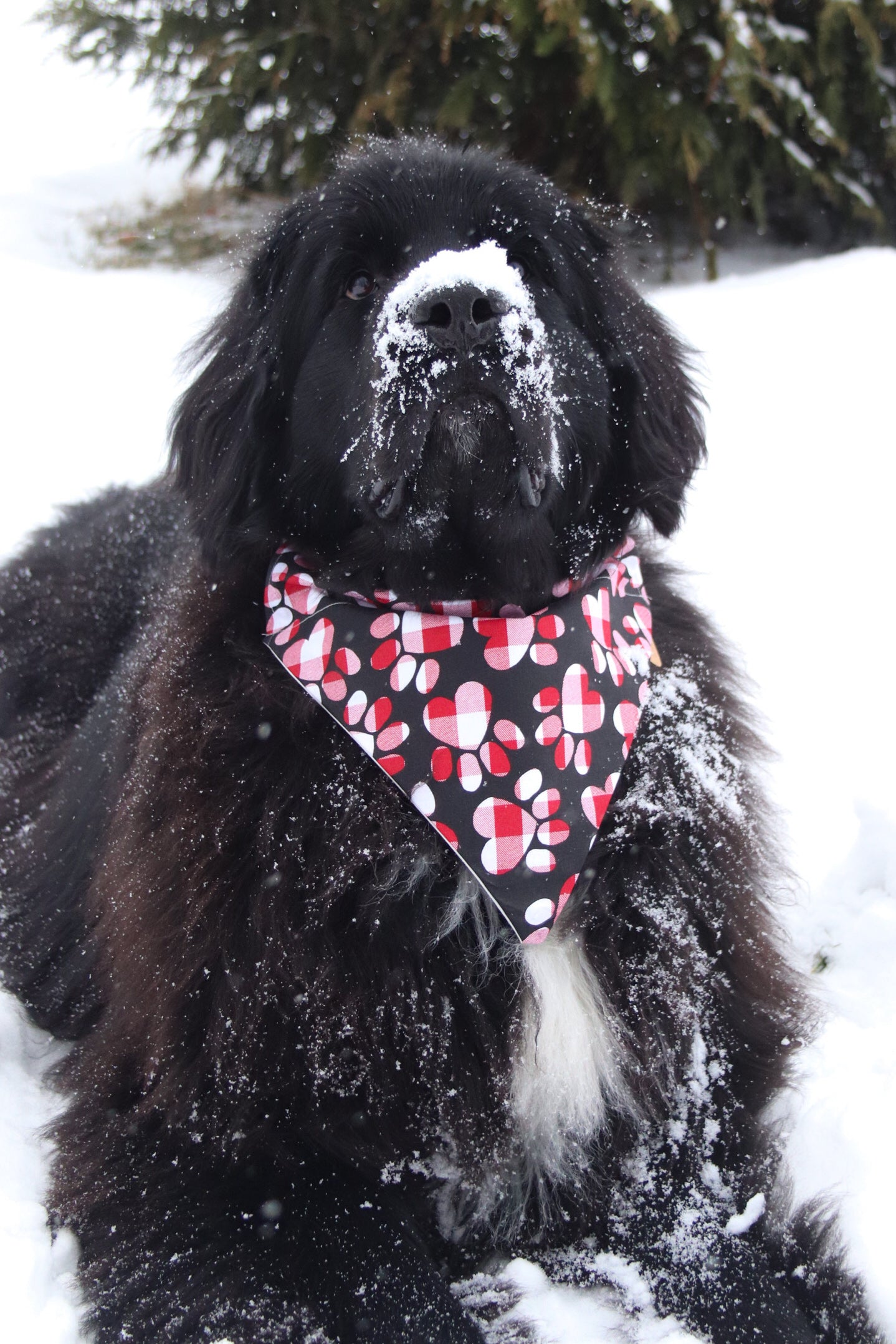 Plaid Pawprint Bandana