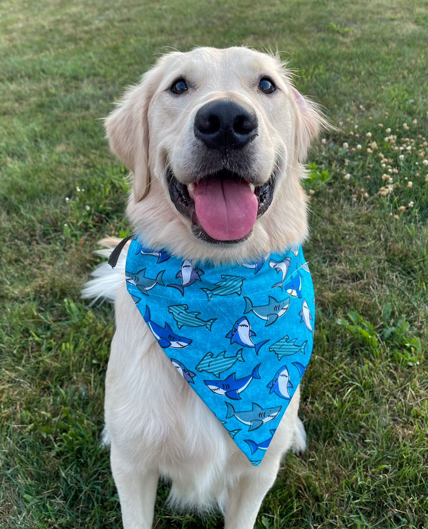 Shark Bandana