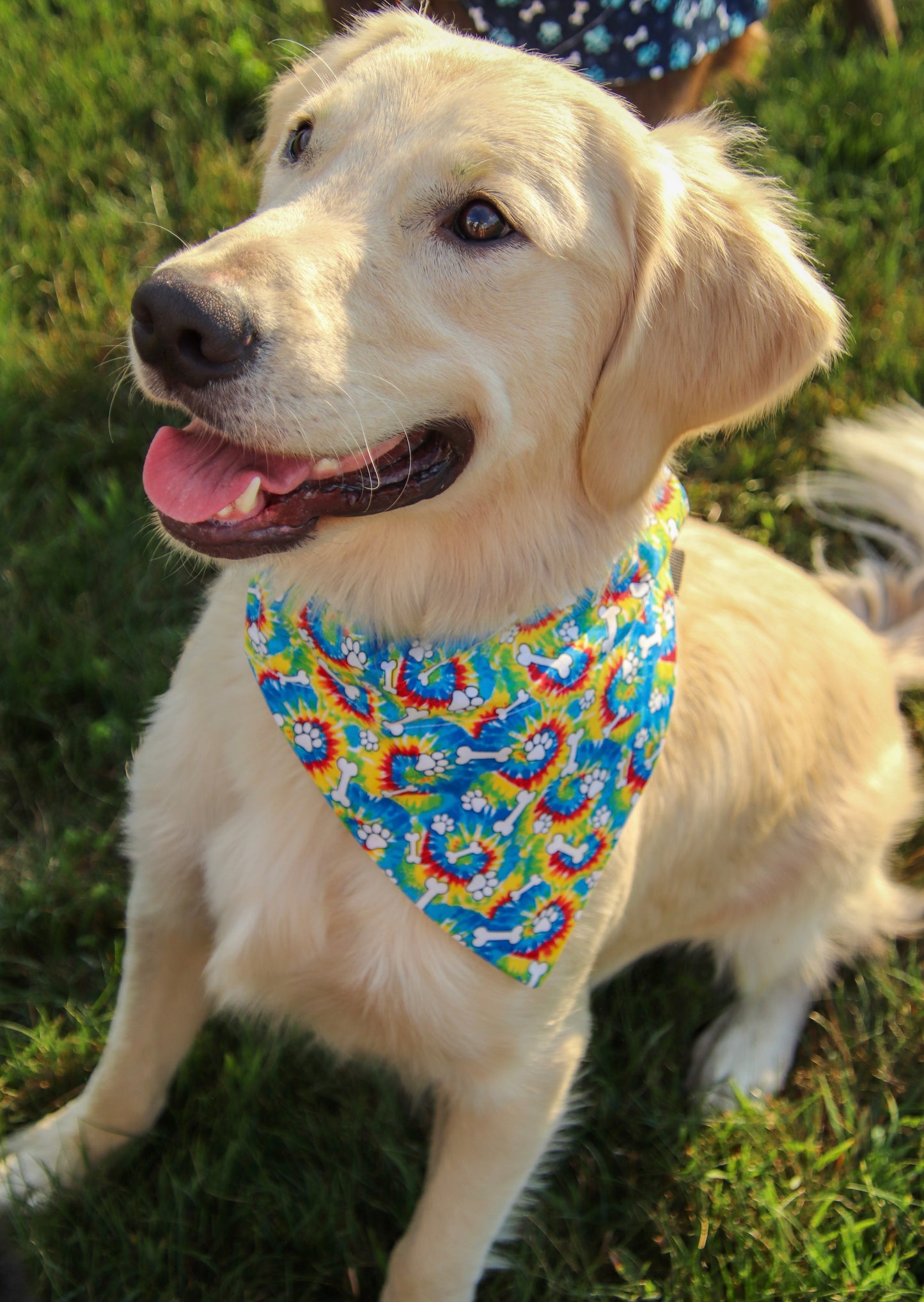 Tie-dye Pawprint Bandana