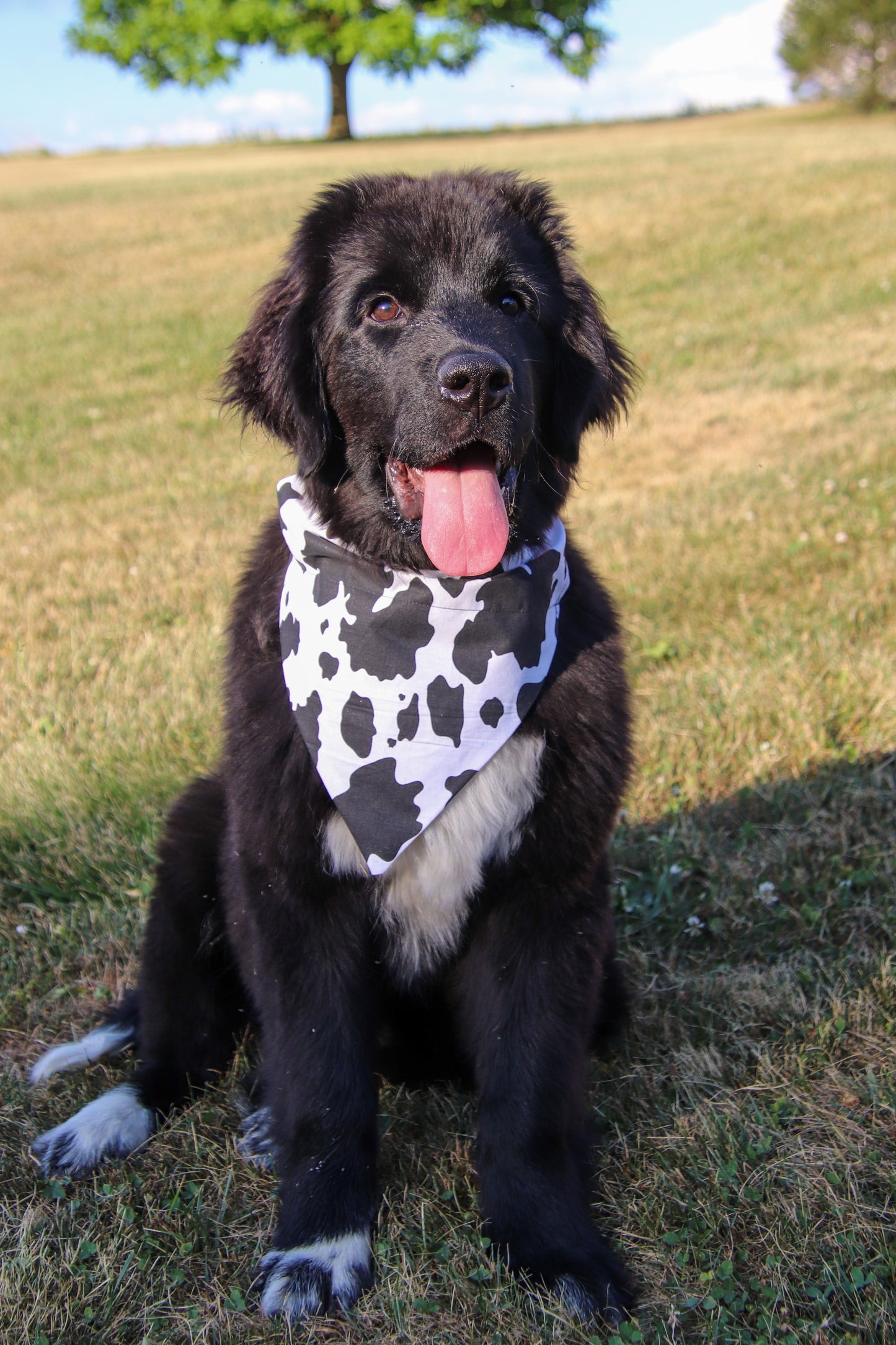 Cow Print Bandana