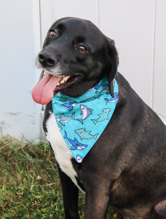 Shark Bandana