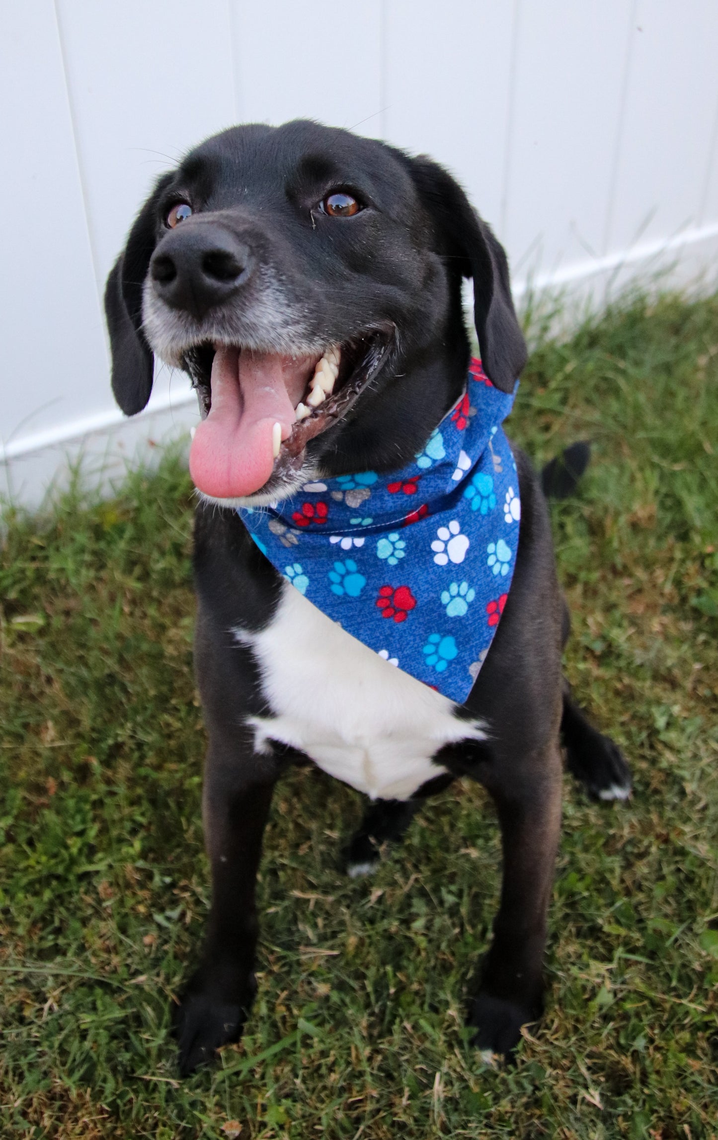 Red, White & Blue Pawprint Bandana