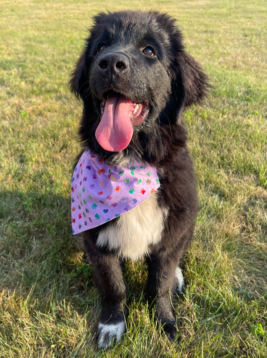 Purple Rainbow Pawprint Bandana