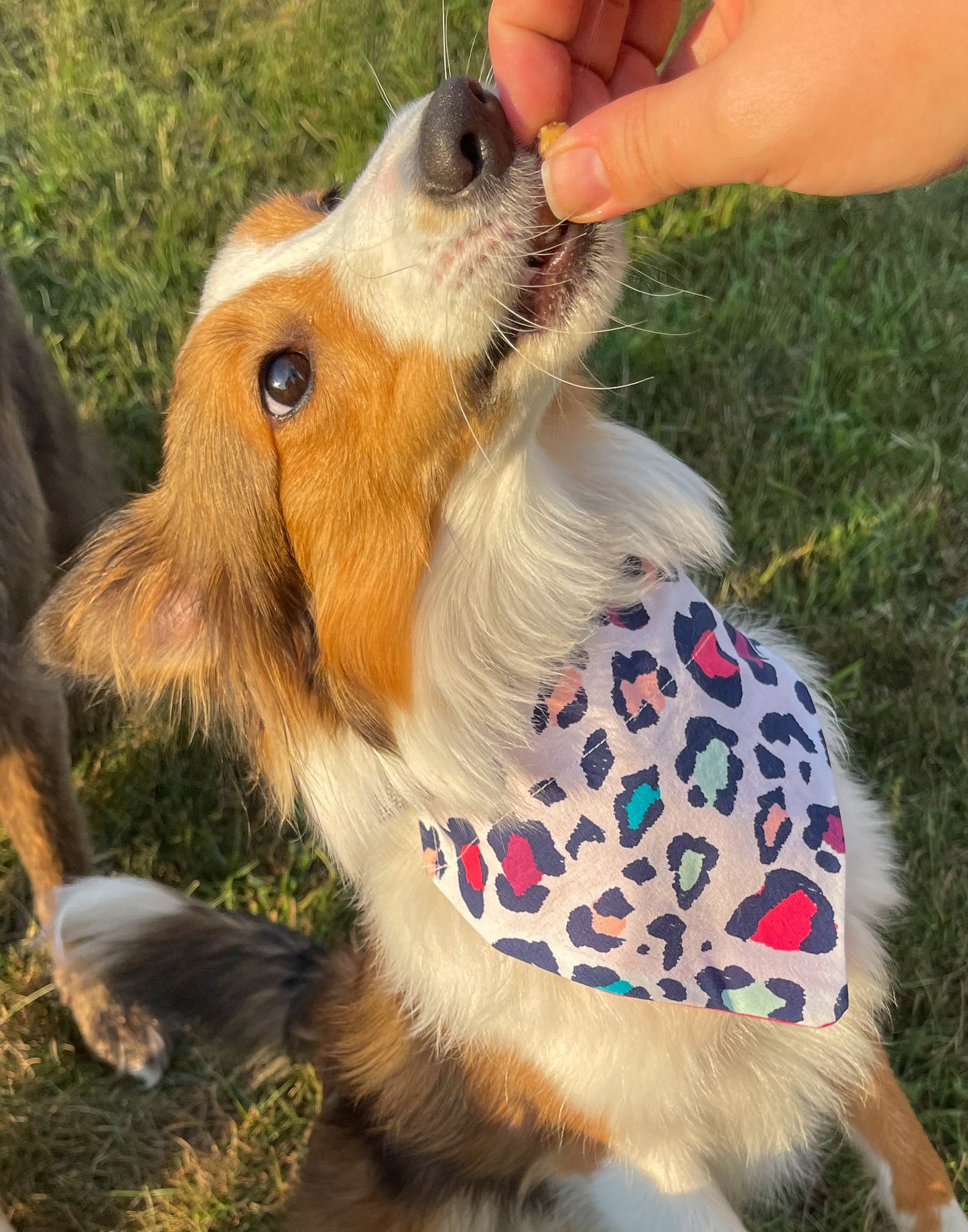 Colorful Cheetah Bandana
