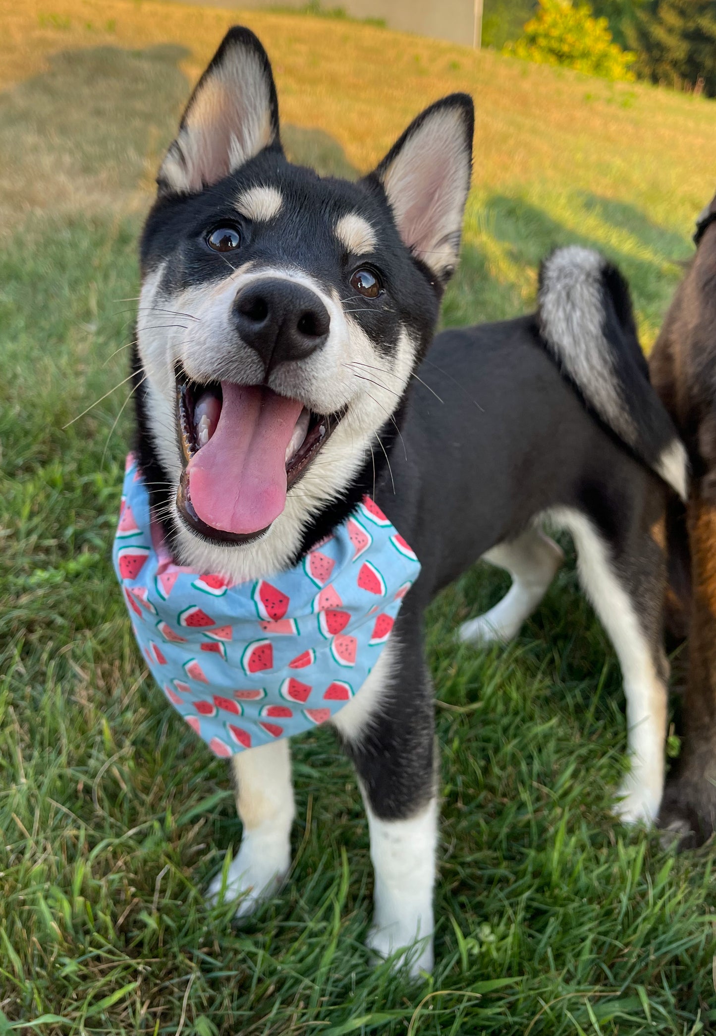 Watermelon Bandana