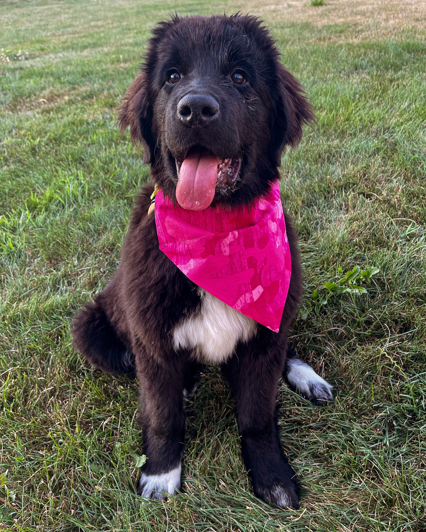 Dark Pink Camo Bandana