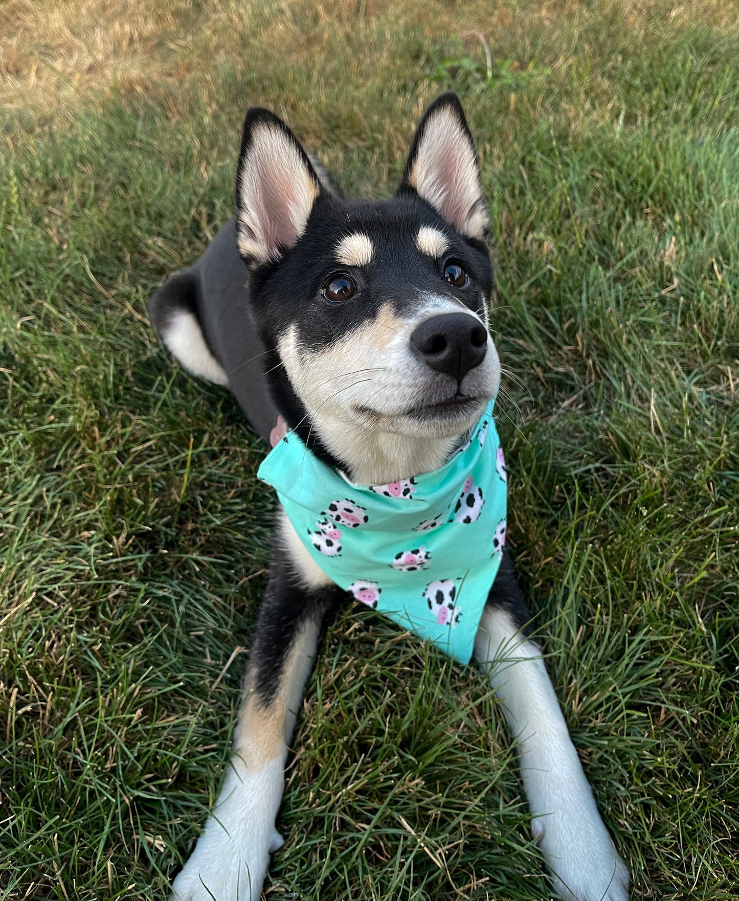 Cow Bandana