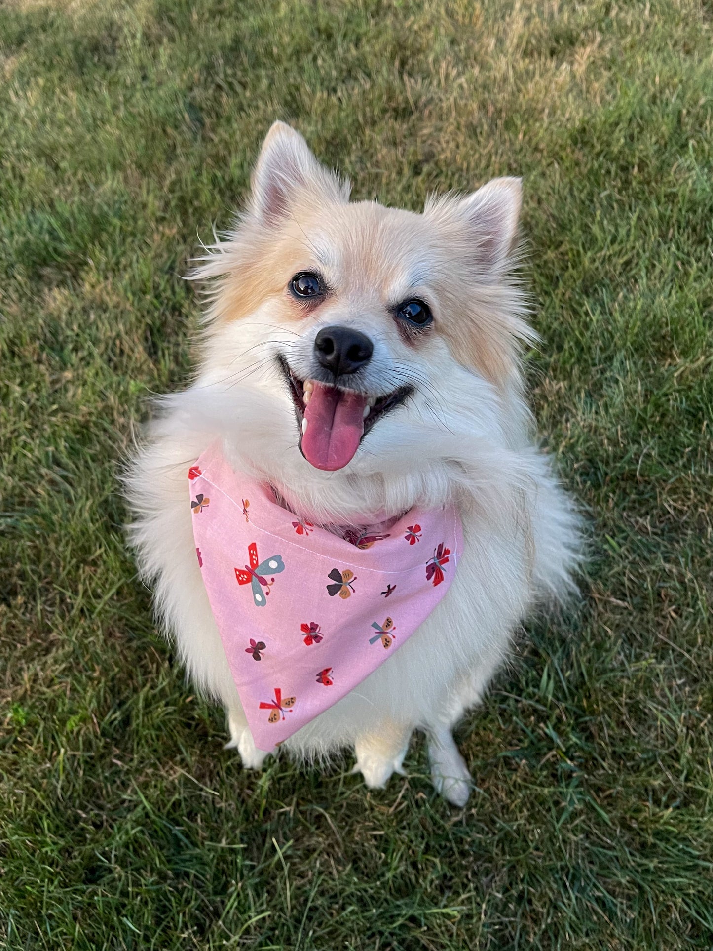 Pink Butterfly Bandana