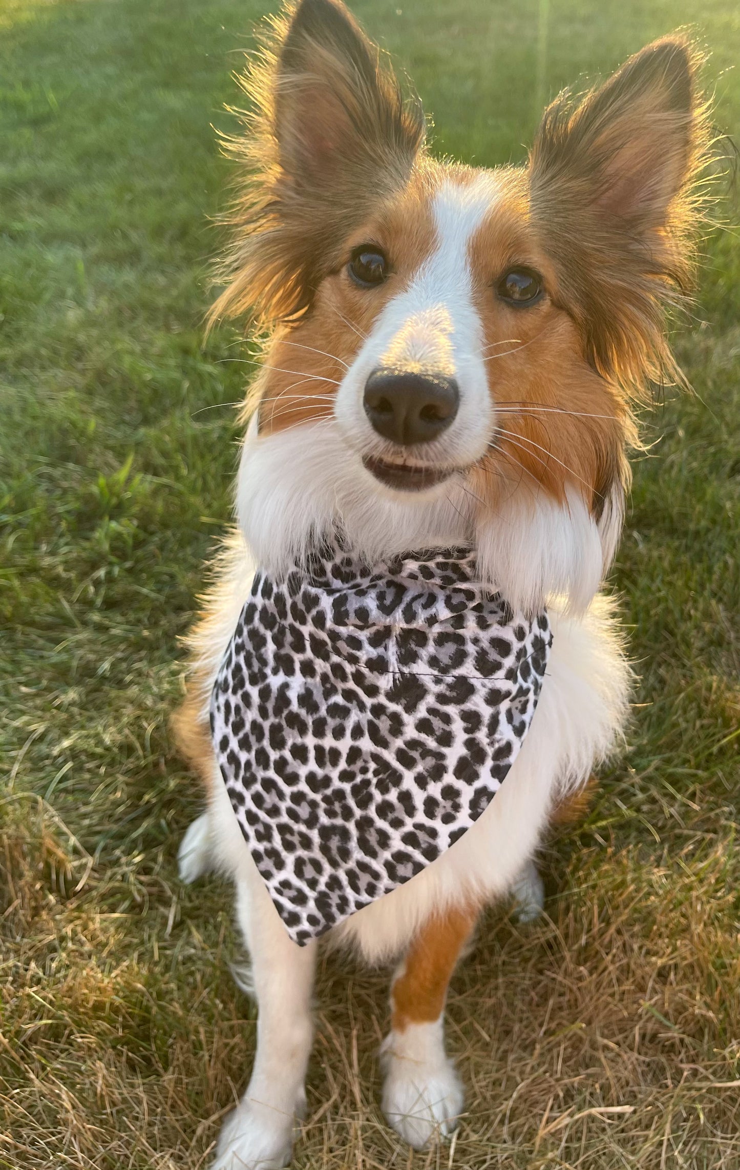 Gray Cheetah Bandana