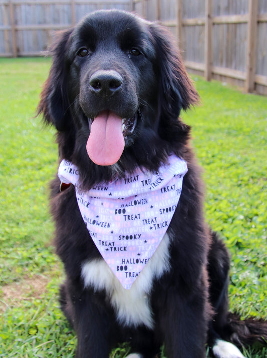 Purple/Pink Halloween Bandana