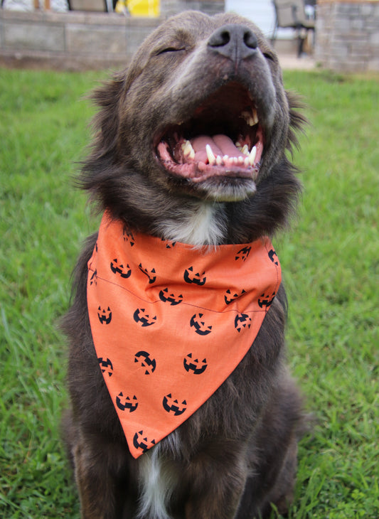 Orange Pumpkin Bandana