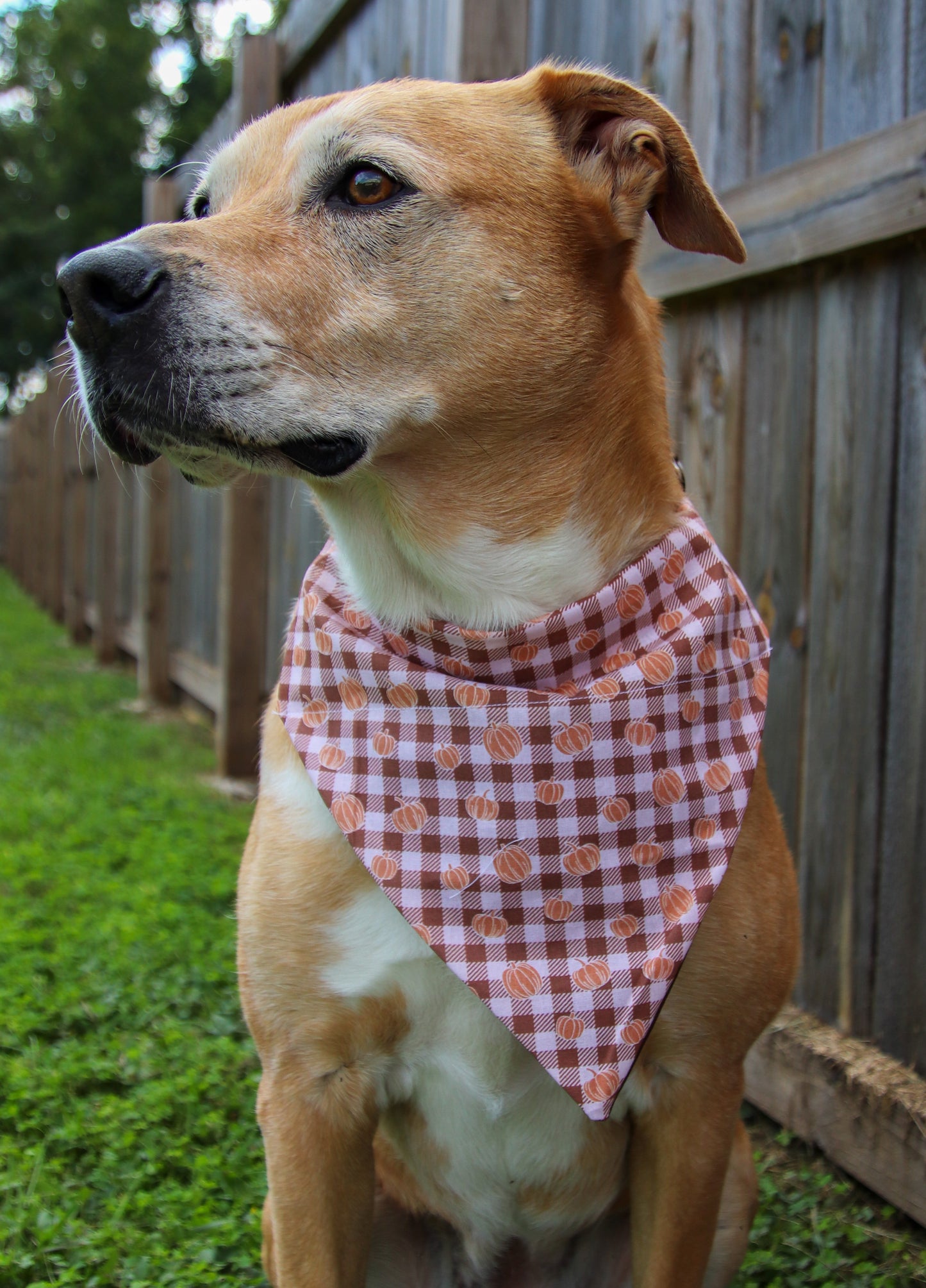 Brown Plaid Pumpkin Bandana