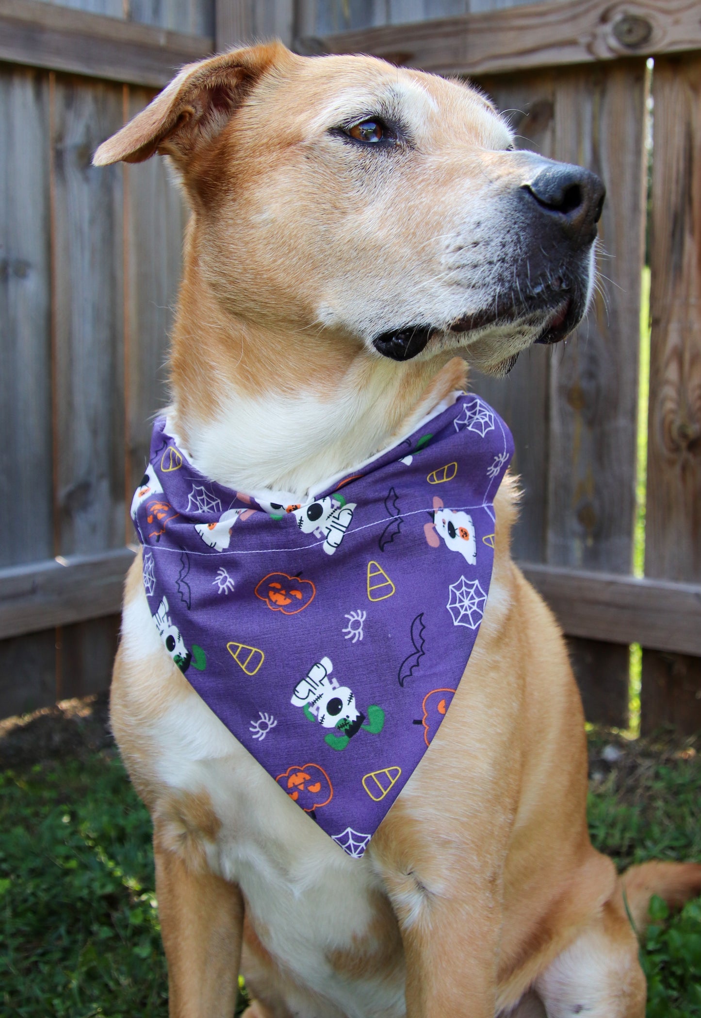 Purple Ghost Dog Bandana