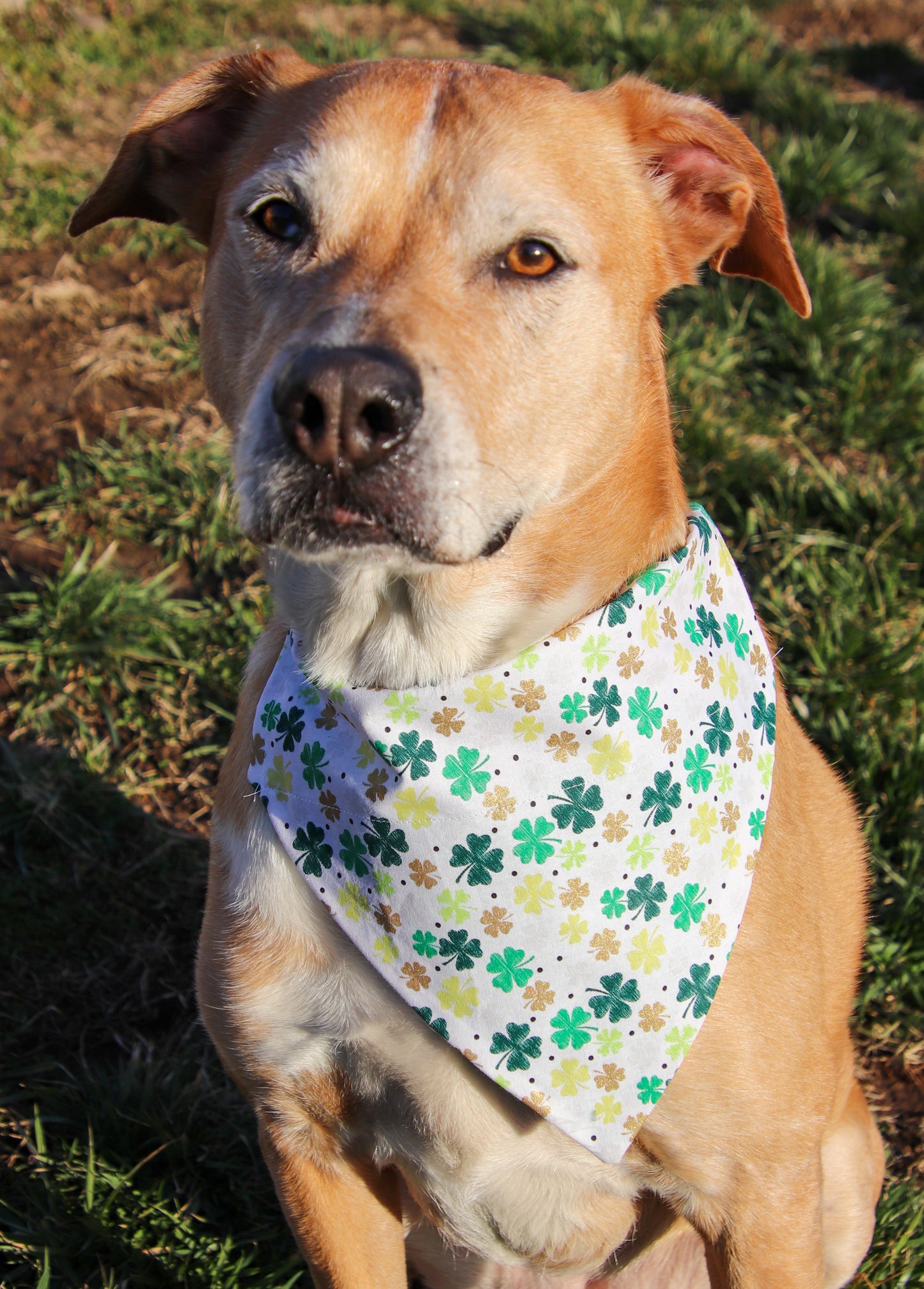 St.Patrick’s Day Glitter Clover Bandana